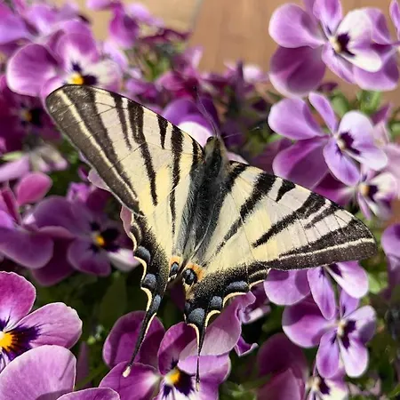 Weingut Amlinger&sohn Appartamento